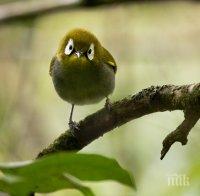ПРИРОДА: Откриха нови видове птици в Индонезия