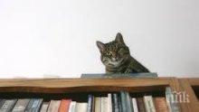 Котка скри печеливш билет от лотарията