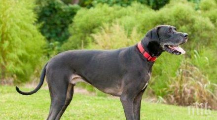 куче германия подпали кухня глад