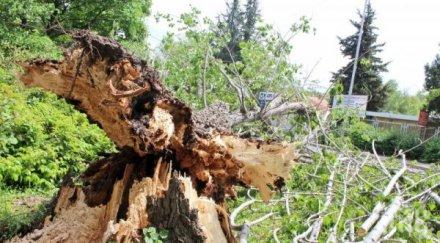 стара топола падна булевард хасково