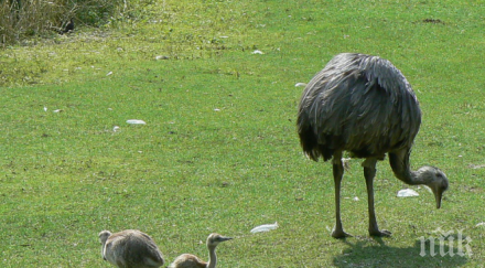 новодомци зоопаркът варна сдоби двойка птици нанду