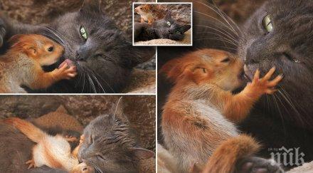 необичайно котка осинови осиротели катерички видео