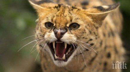 нестандартно австралия избиват диви котки