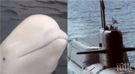 русия извади невероятно оръжие норвегия настръхна находка арктически остров видео