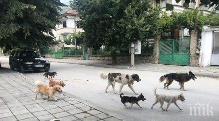 кучешки глутници вилнеят парковете момчилград