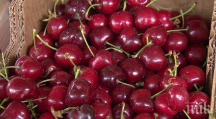 експерти реколтата череши кайсии съсипана