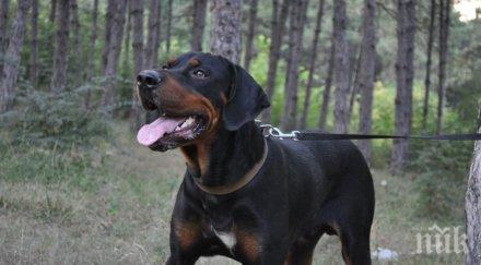 разстреляха ловно гонче