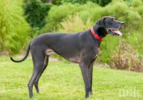 Куче в Германия подпали кухня от глад