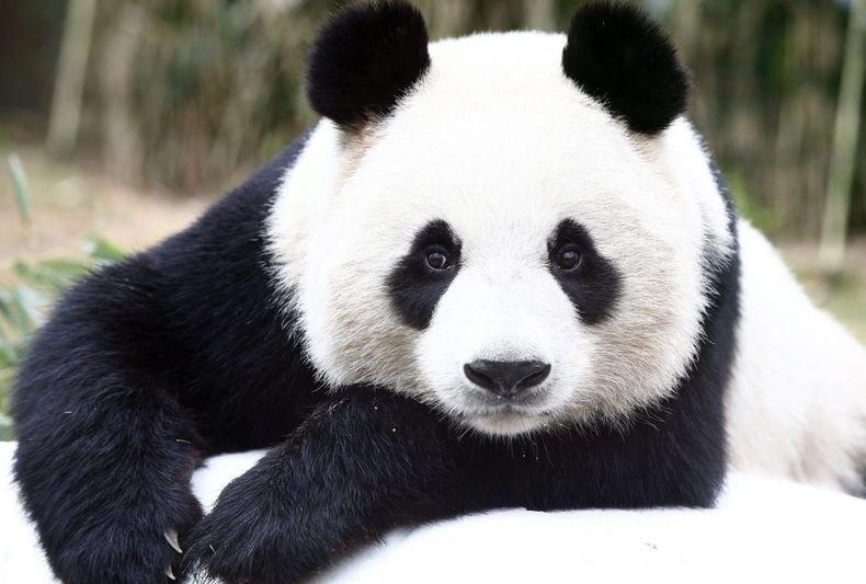 Знак на доверие: Китай подарява на Русия две големи панди