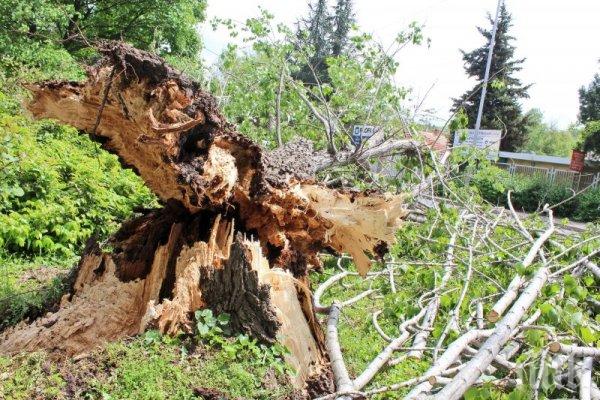 Стара топола падна на булевард в Хасково