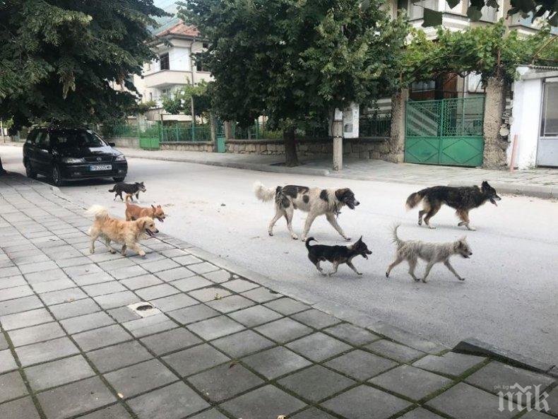 Кучешки глутници вилнеят в парковете на Момчилград