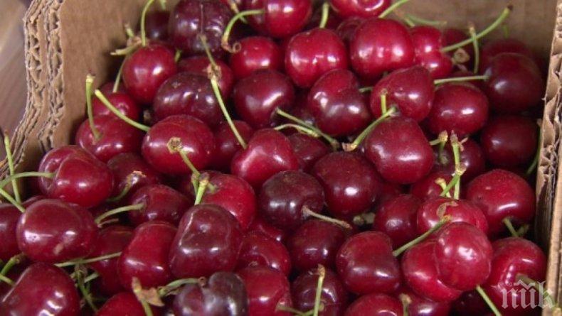 Експерти: Реколтата от череши и кайсии съсипана