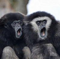 Маймуна нахапа дете в старозагорския зоопарк, опитало се да я храни