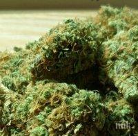 АРЕСТИ В ОДРИН: Спипаха канабис в кола с български номера