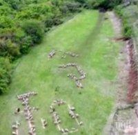 Нестандартно: Овце изписаха специален йероглиф в чест на новия император в Япония