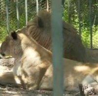 Започна проверка в зоопарка в Хасково заради смъртта на новородени лъвчета