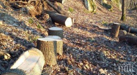 прокуратурата проверява незаконен добив дървесина ардино