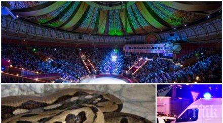 хора слаби нерви питон удуши дресьор време представление видео