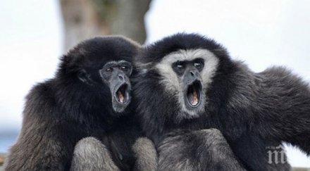 маймуна нахапа дете старозагорския зоопарк опитало храни