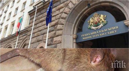 екшън разсъмване плъх щурмува министерски съвет нсо справи нашественика снимка