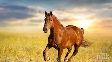 безумна жестокост изрод застреля конче врачанско