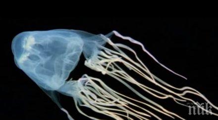 революционно създадоха противоотрова едно отровните създания земята видео