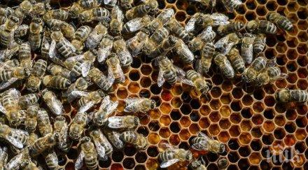 мор пръскане пестициди убива стотици хиляди пчели нас