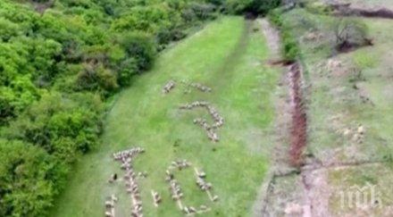 нестандартно овце изписаха специален йероглиф чест новия император япония