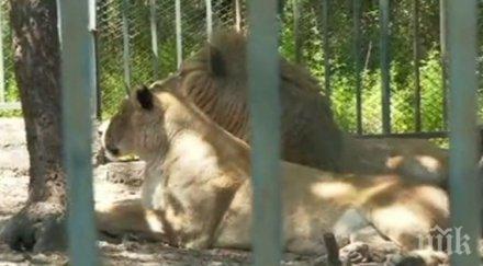започна проверка зоопарка хасково заради смъртта новородени лъвчета