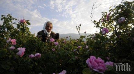 студът бави розобера