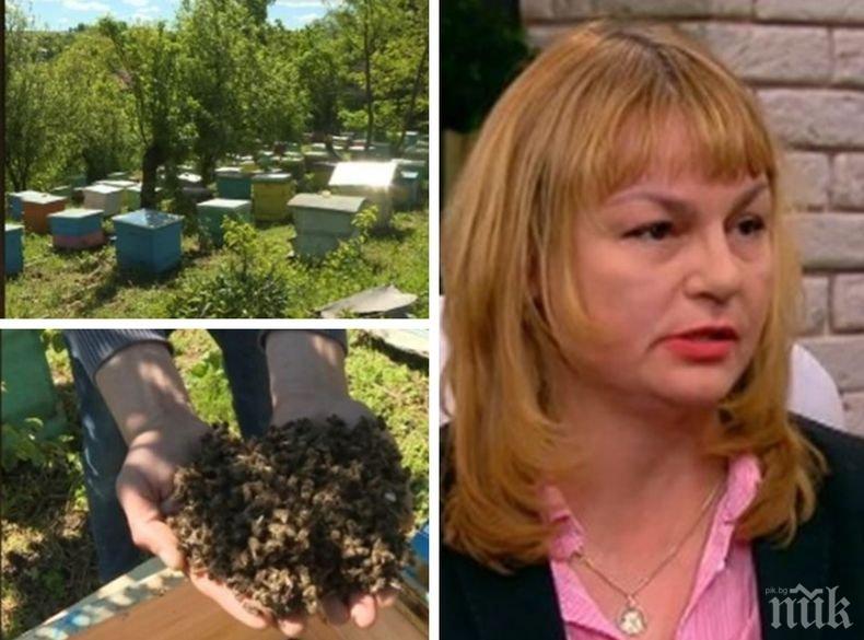 Шеф на БАБХ с коментар за това има ли масово отравяне на пчелите у нас