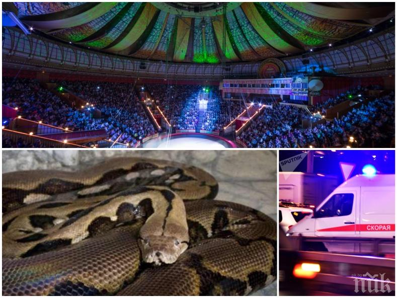 НЕ Е ЗА ХОРА СЪС СЛАБИ НЕРВИ: Питон удуши дресьор по време на представление (ВИДЕО 18+)