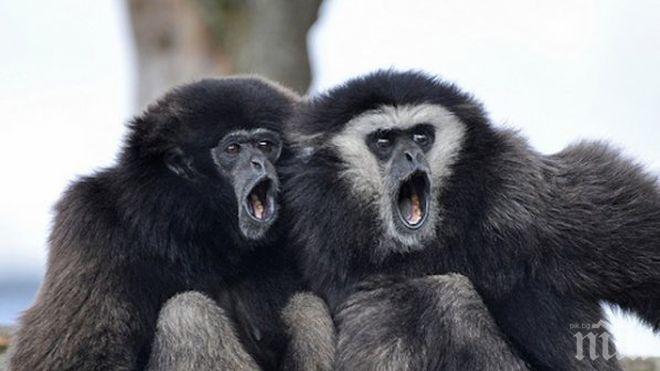 Маймуна нахапа дете в старозагорския зоопарк, опитало се да я храни