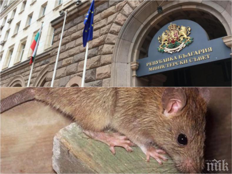 ЕКШЪН НА РАЗСЪМВАНЕ: Плъх щурмува Министерски съвет, НСО се справи с нашественика (СНИМКА)