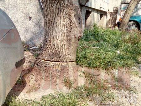 Безмилостна сеч на дървета в Пловдив 