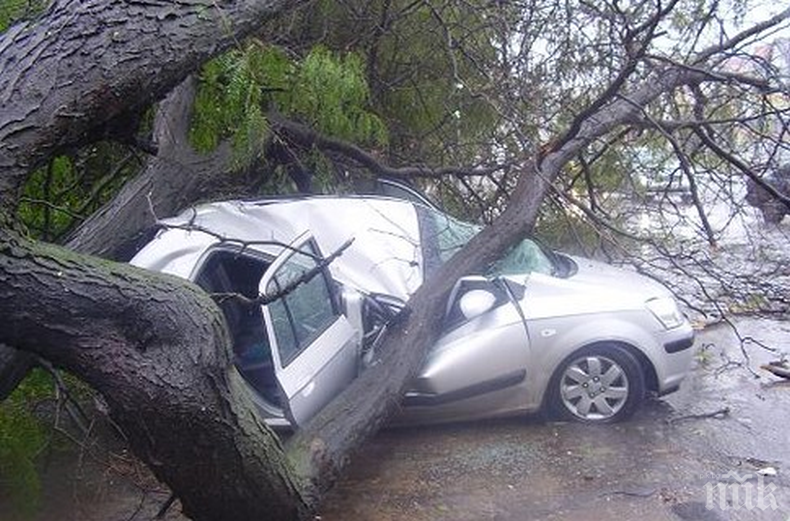 ИНЦИДЕНТ НА ПЪТЯ: Дърво падна върху кола край Пазарджик, жена е с опасност за живота