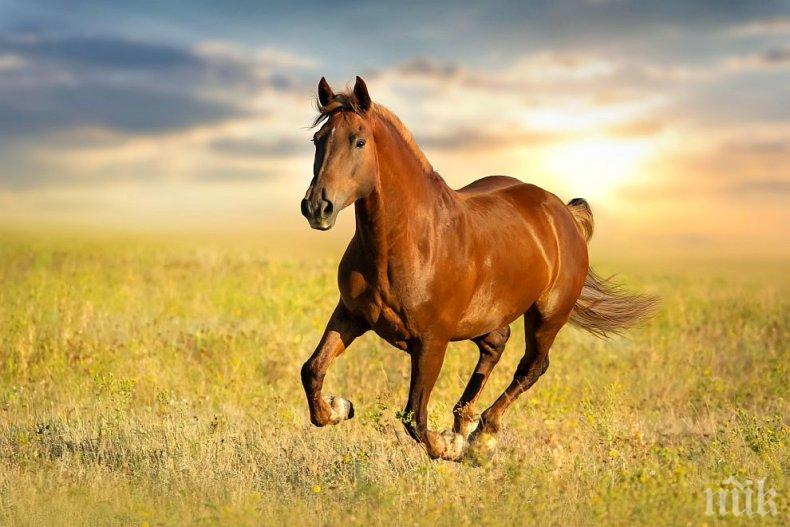 БЕЗУМНА ЖЕСТОКОСТ: Изрод застреля конче във Врачанско