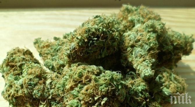 АРЕСТИ В ОДРИН: Спипаха канабис в кола с български номера