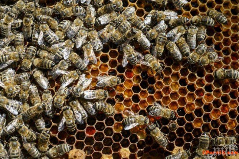 МОР: Пръскане с пестициди убива стотици хиляди пчели у нас