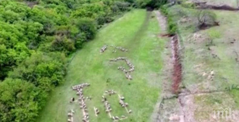 Нестандартно: Овце изписаха специален йероглиф в чест на новия император в Япония