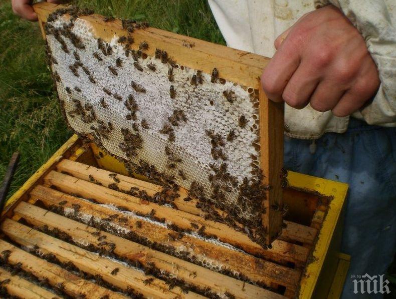 Пчелари излизат на протест срещу масовото отравяне на пчелите