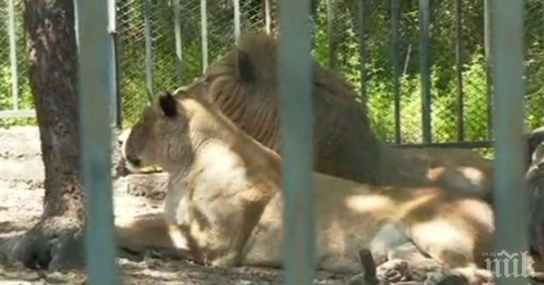 Започна проверка в зоопарка в Хасково заради смъртта на новородени лъвчета