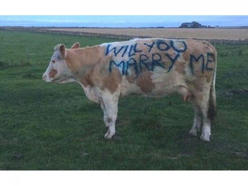 Британец изписа предложение за брак върху крава