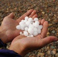 НОВО 20: Жестока суха градушка уби реколтата в Пловдивско - виновен е папата