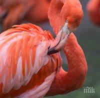 12 пиленца фламинго се излюпиха във Виена (ВИДЕО)