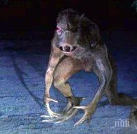 МИСТЕРИЯ: Митичната Чупакабра се появи в австралийски гори (ВИДЕО)