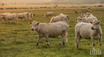 преброяват домашните животни страната