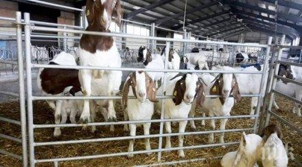 бум пловдив наливат пари животновъдни ферми