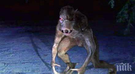 мистерия митичната чупакабра появи австралийски гори видео