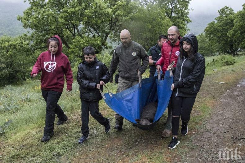 ОБРАТНО В ГОРАТА: Върнаха в природата спасените край Доспат 3 мечета (СНИМКИ)
